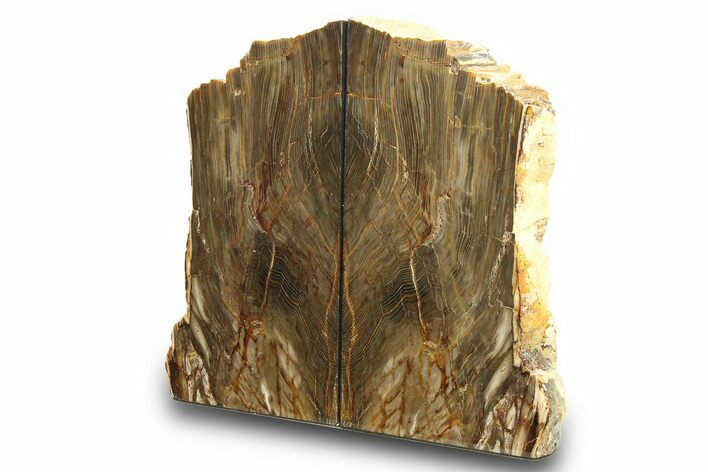 Polished Petrified Wood Bookends - Washington #274867